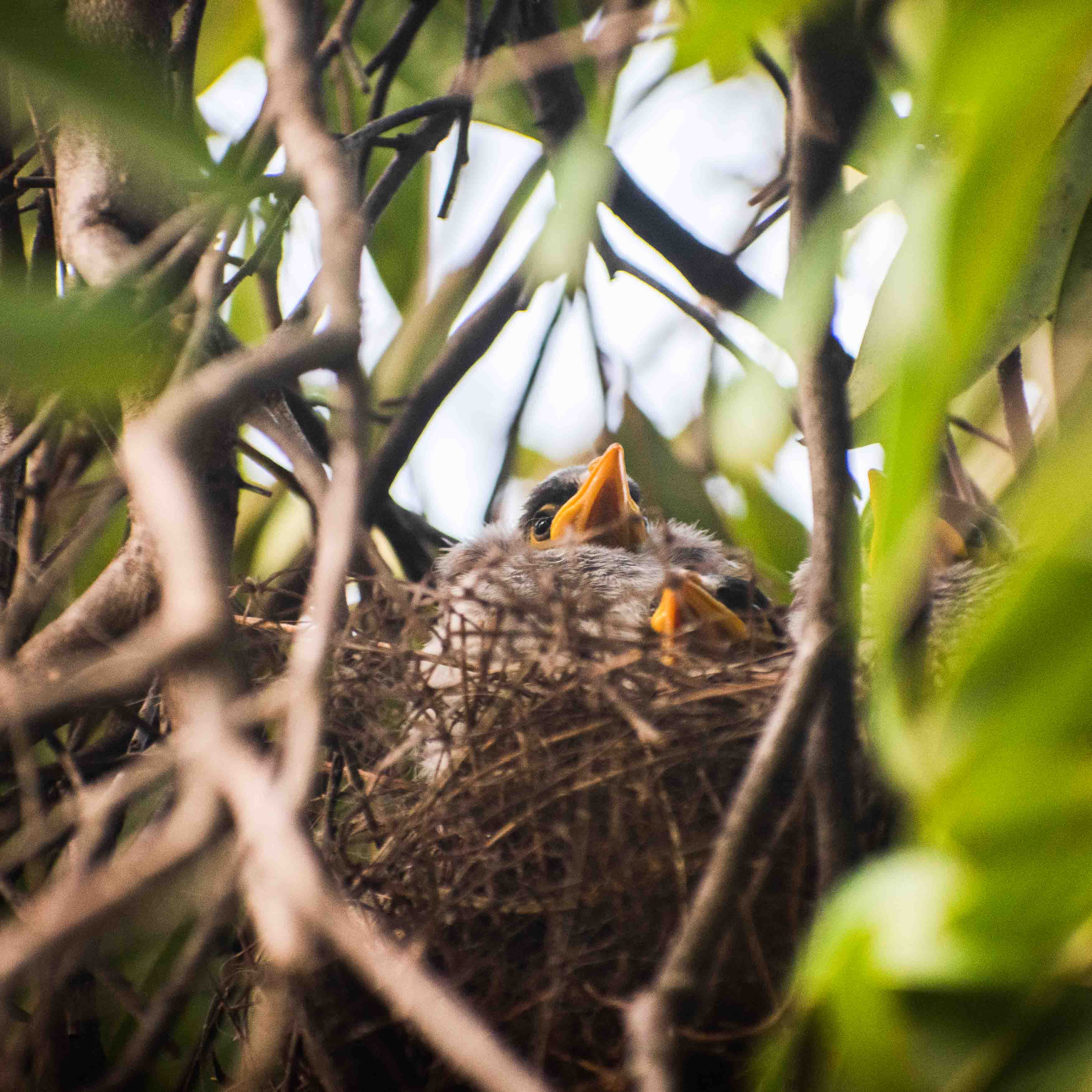 Baby noisy-minor birds in nest